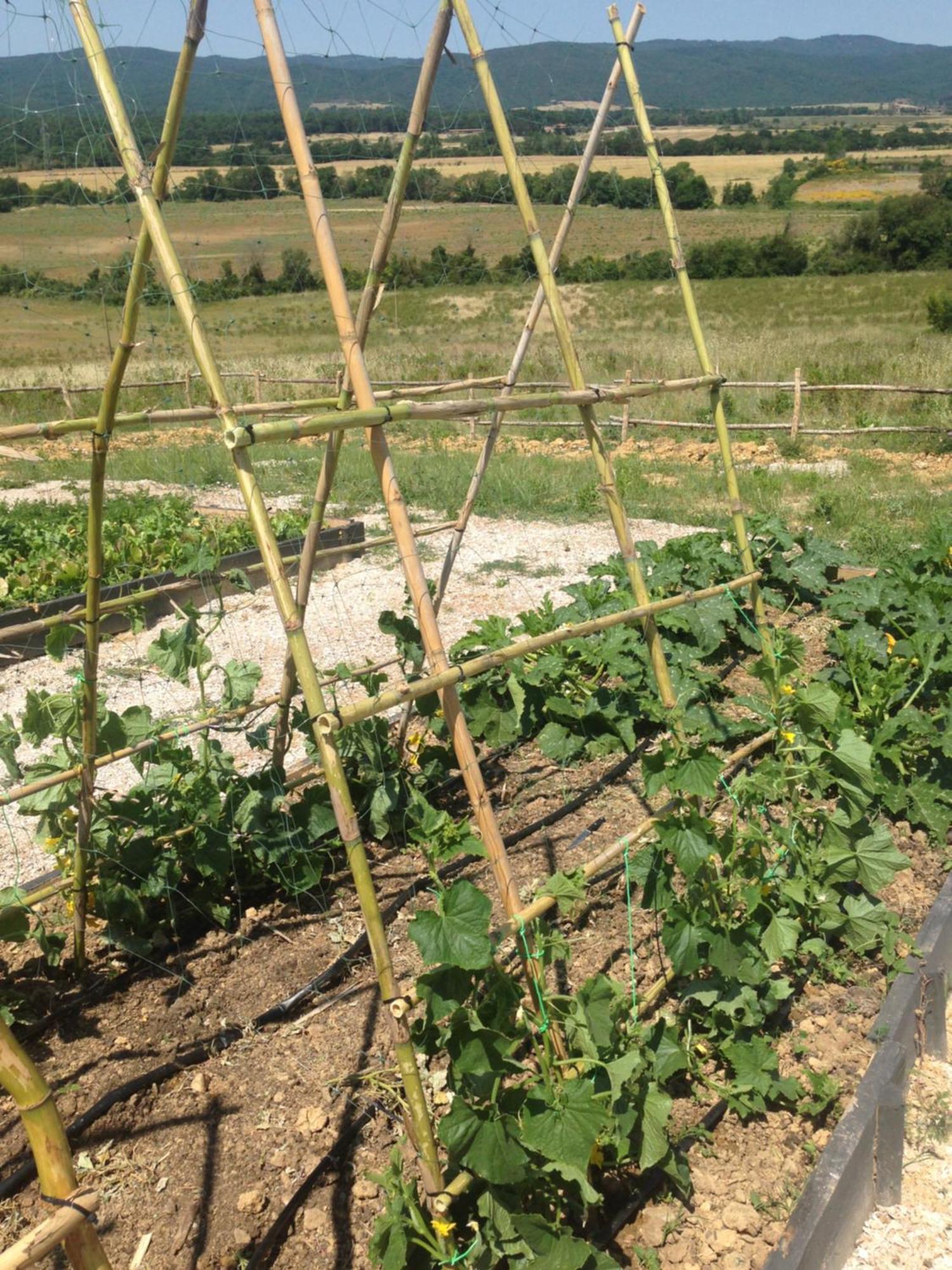 Wine Resort Conti Di San Bonifacio Montemassi Ngoại thất bức ảnh