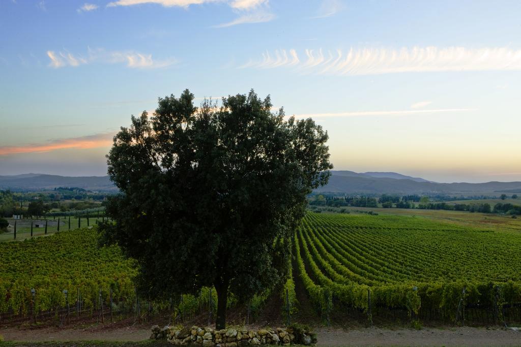 Wine Resort Conti Di San Bonifacio Montemassi Ngoại thất bức ảnh